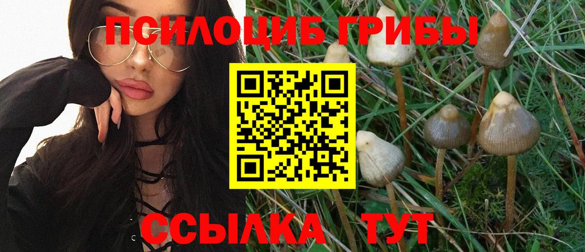 Псилоцибиновые грибы Psilocybe Выборг